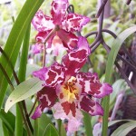 Giống Oncidium do Olof Swartz đặt tên vào năm 1800, do từ Hy lạp   : ogkos có nghĩa là u bướu vì đáy của cánh môi có những cục u.  Oncidium có khoảng 400-600 loài của châu Mỹ nhiệt đới và cận nhiệt đới.  Giả hành thường dẹp, ở tận cùng có 1-2 lá dẹp hay hình trụ, nhiều loài có hoa hơi nhỏ nhưng cánh môi rất lớn, thường màu vàng với nhiều vệt nâu. Hoa tập trung thành chùm đơn hay  phân nhánh, có thể rất dài.  Oncidium đòi hỏi ẩm độ cao, nhất là thới kỳ tăng trưởng vì vậy nếu chất trồng là than thì phải nhỏ hơn so với các cục than trồng Dendrobium, người ta thường trồng với xơ dừa và than vụn thành từng băng. Cần nhiều ánh sáng để có hoa đẹp.  Một vài hình ảnh về Lan vũ nữ